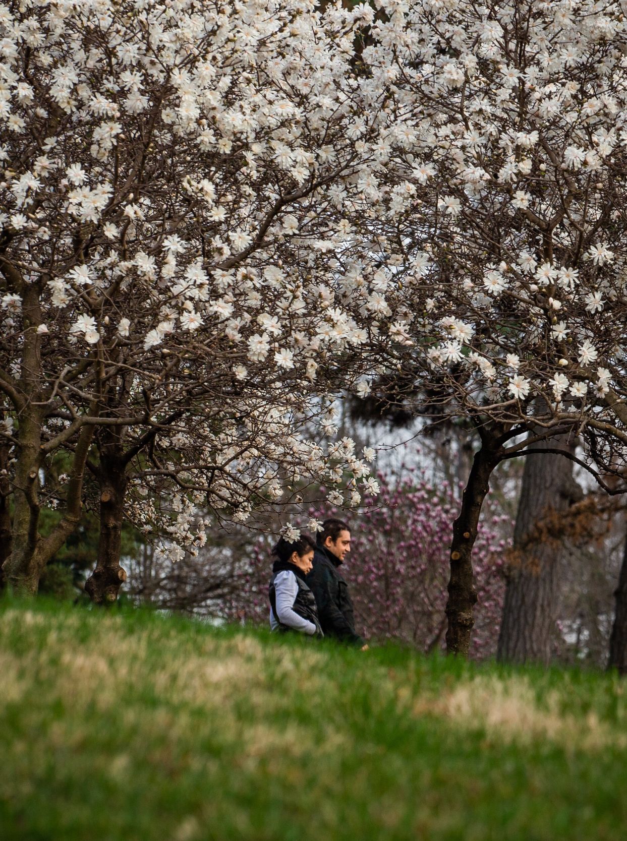 Spring blooms in St. Louis